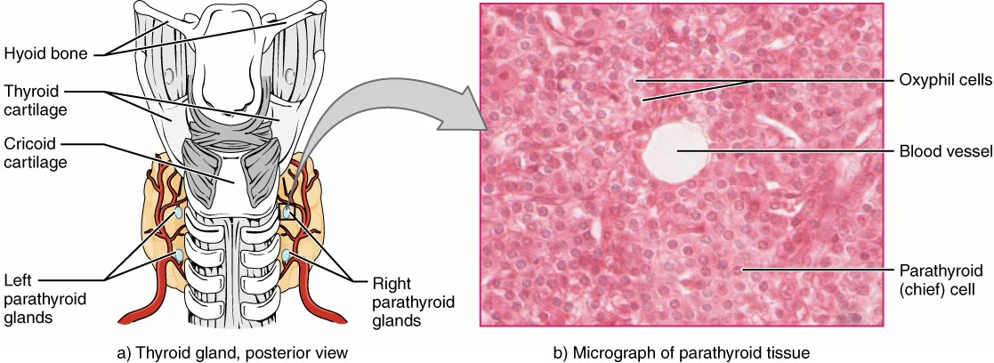 Ilustração anatômica: Paratireoides (Parathyroid glands)