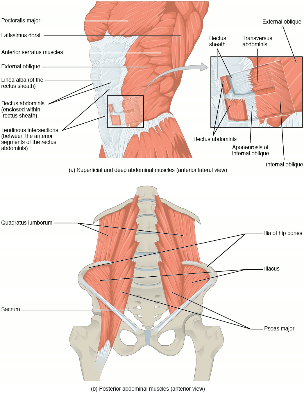Ilustração anatômica: Parede abdominal (Abdominal Wall)