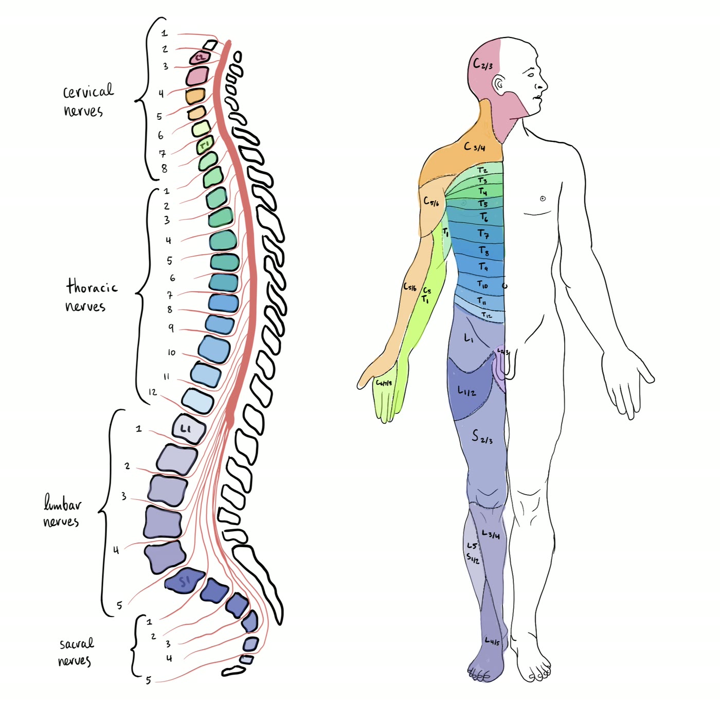 Ilustração anatômica: Parte cervical da medula espinal (Cervical Cord)
