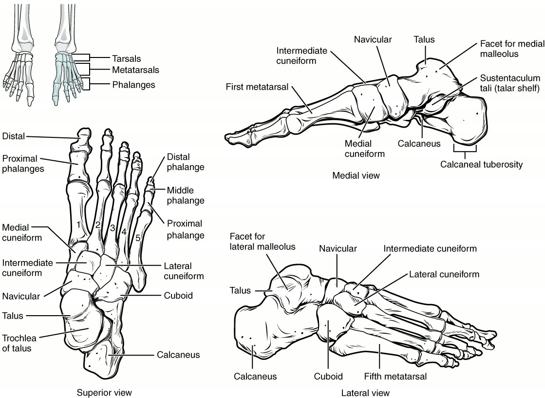 Ilustração anatômica: Pé (Foot)
