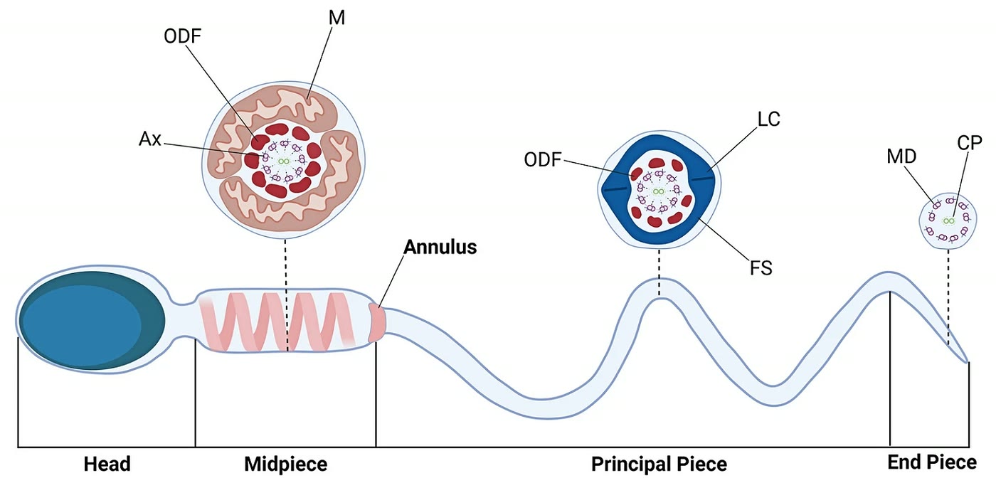 Ilustração anatômica: Peça intermediária do espermatozoide (Sperm Midpiece)