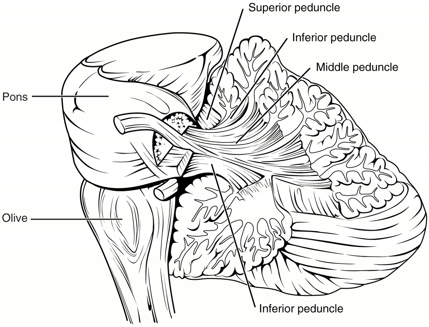 Ilustração anatômica: Pedúnculo cerebelar médio (Middle Cerebellar Peduncle)
