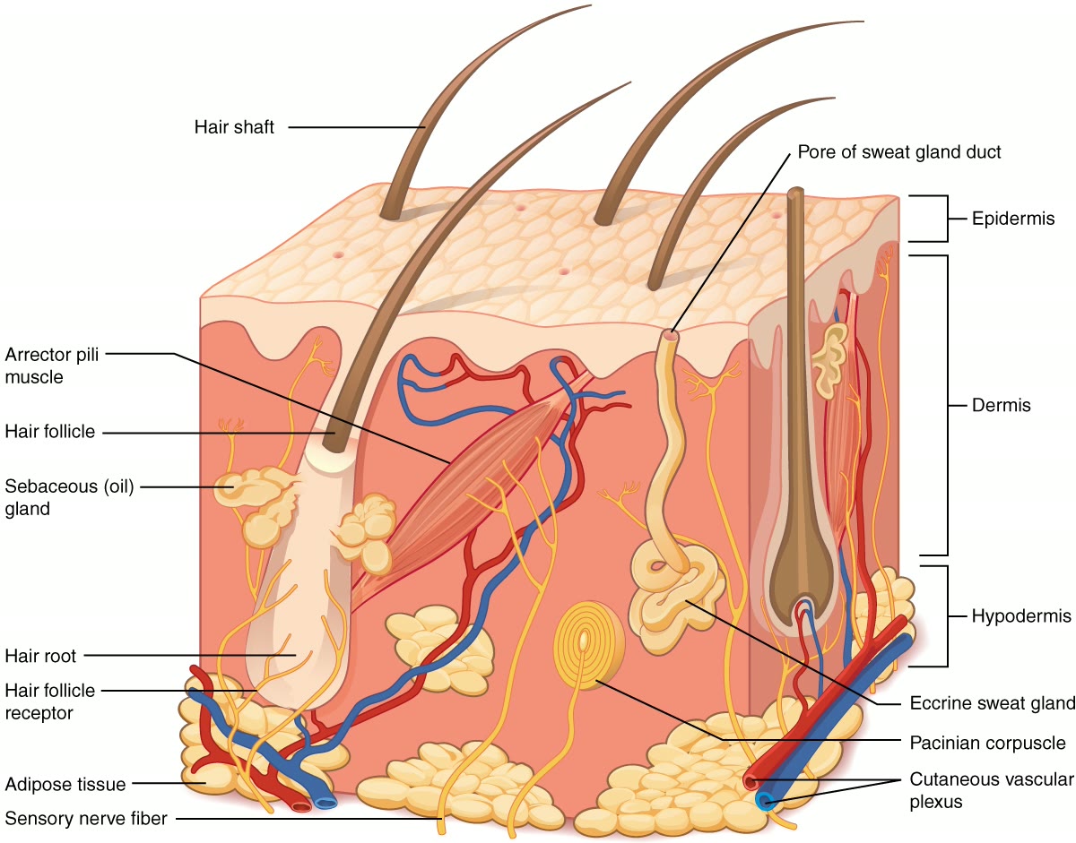 Ilustração anatômica: Pele (Skin)