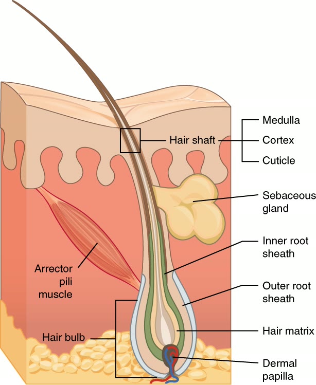 Ilustração anatômica: Pelo (Hair)