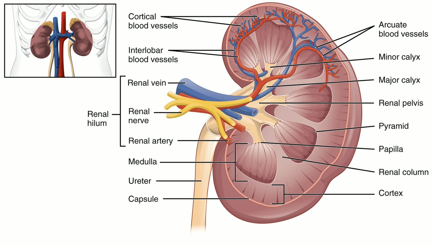 Ilustração anatômica: Pelve renal (Kidney Pelvis)