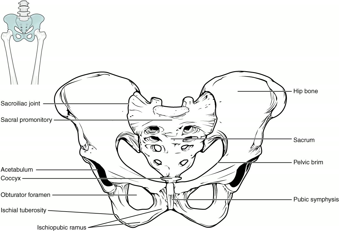 Ilustração anatômica: Pelve (Pelvis)