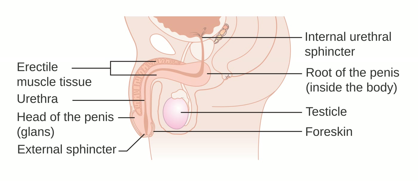 Ilustração anatômica: Pênis (Penis)