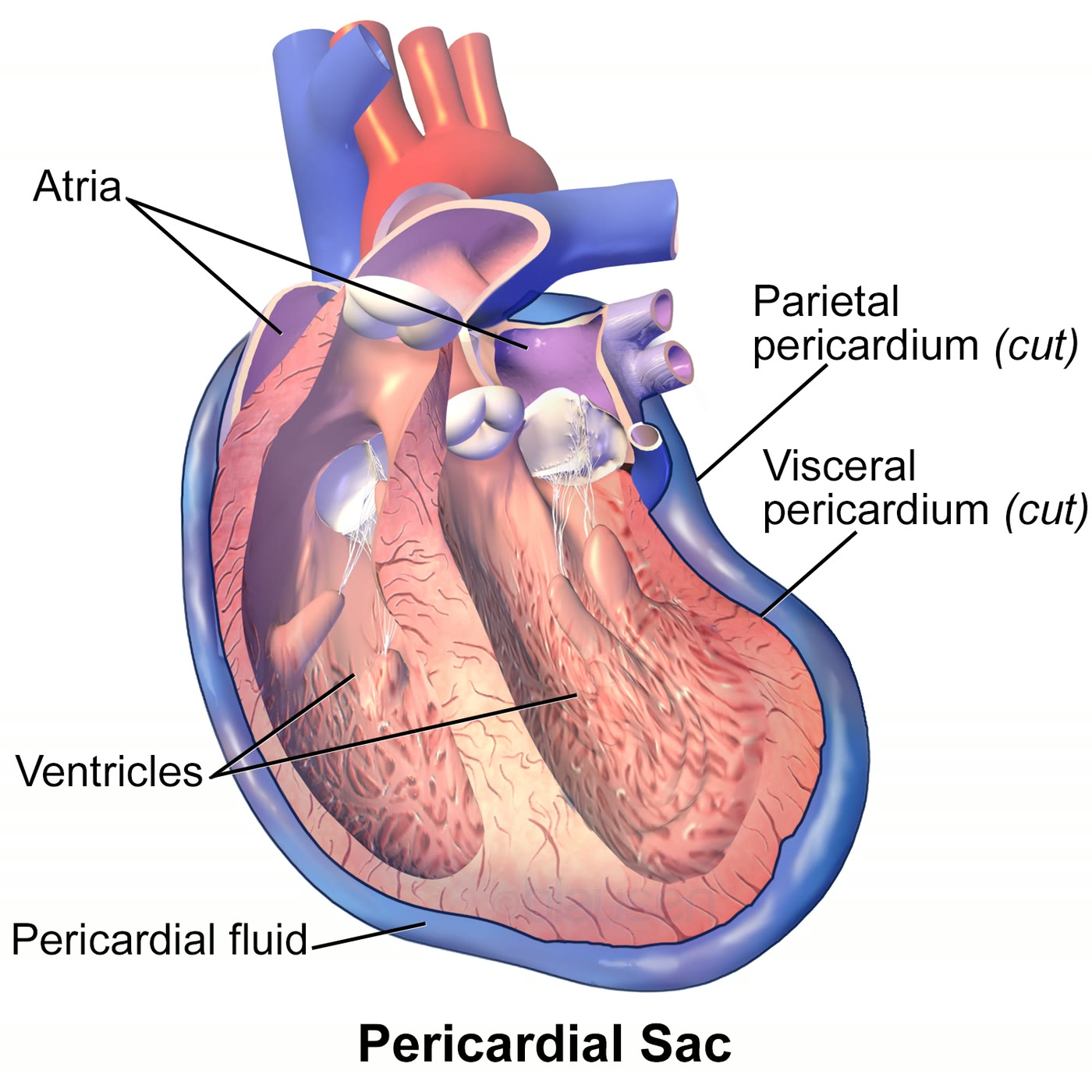 Ilustração anatômica: Pericárdio (Pericardium)