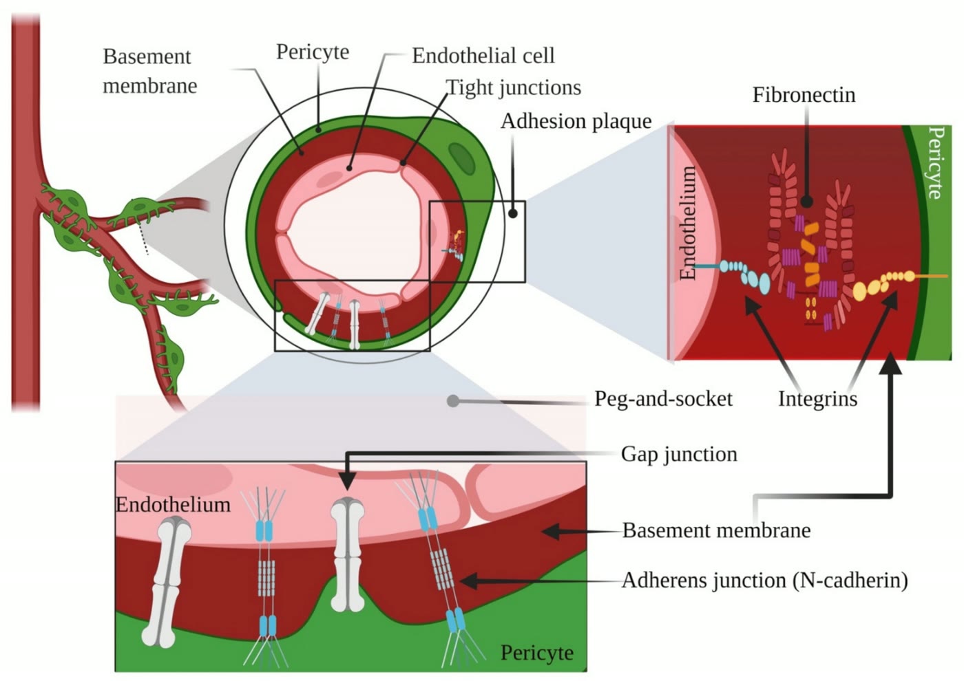 Ilustração anatômica: Pericito (Pericytes)