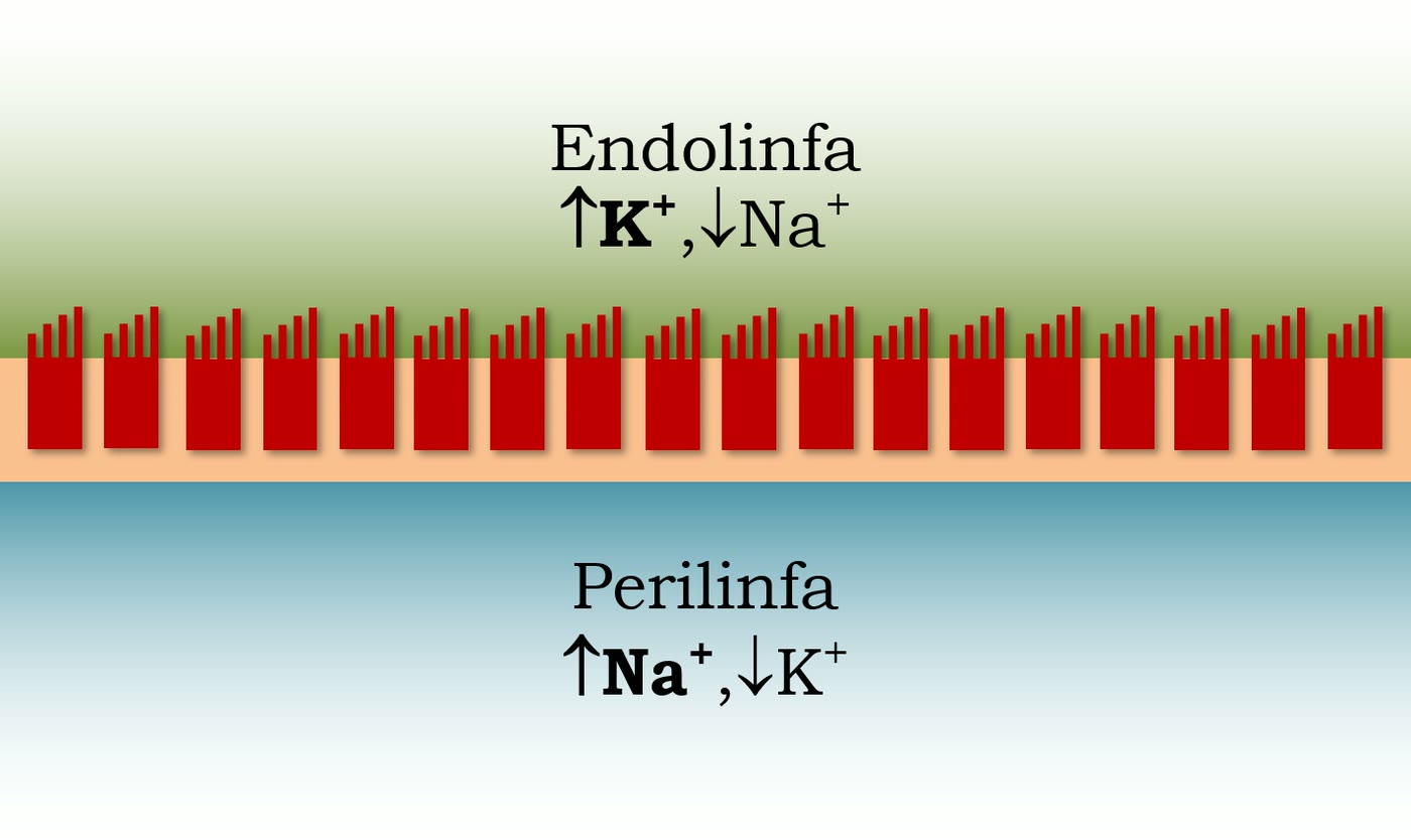 Esquema do epitélio ciliado da orelha interna entre a endolinfa, rica em potássio, e a perilinfa, rica em sódio