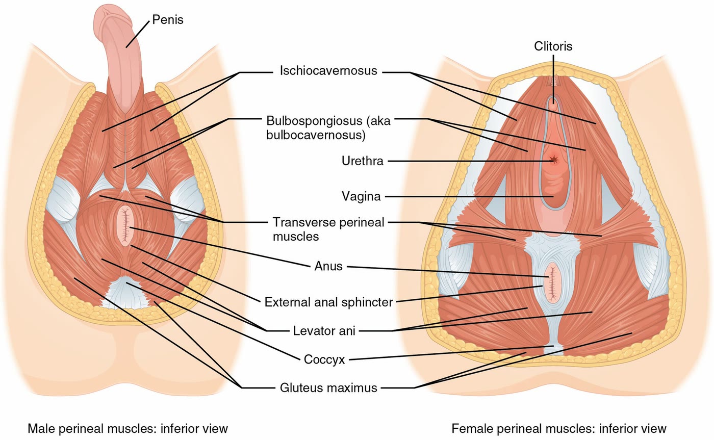 Ilustração anatômica: Períneo (Perineum)