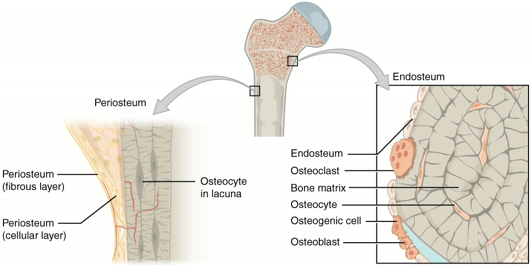 Ilustração anatômica: Periósteo (Periosteum)