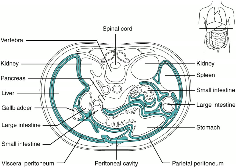 Ilustração anatômica: Peritônio (Peritoneum)