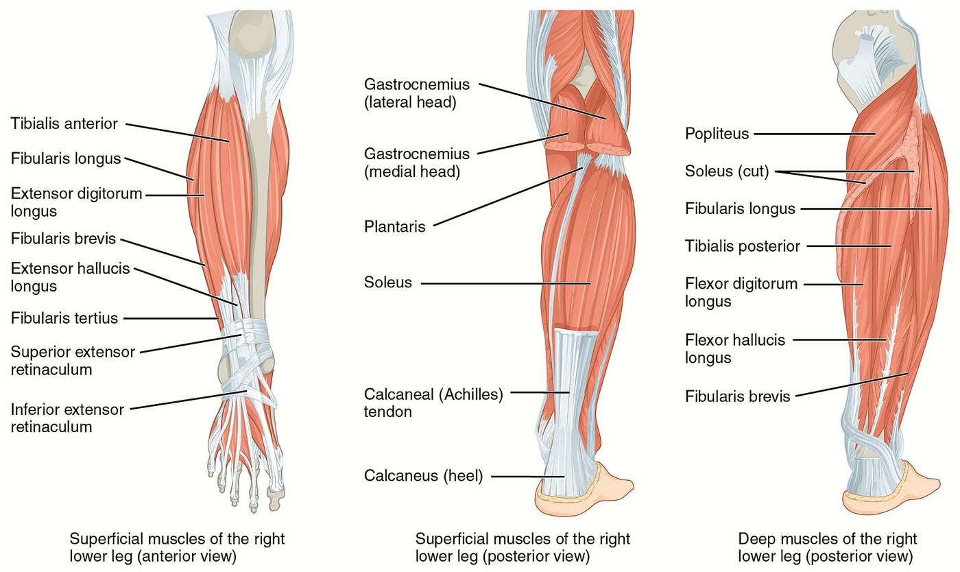 Ilustração anatômica: Perna (Leg)
