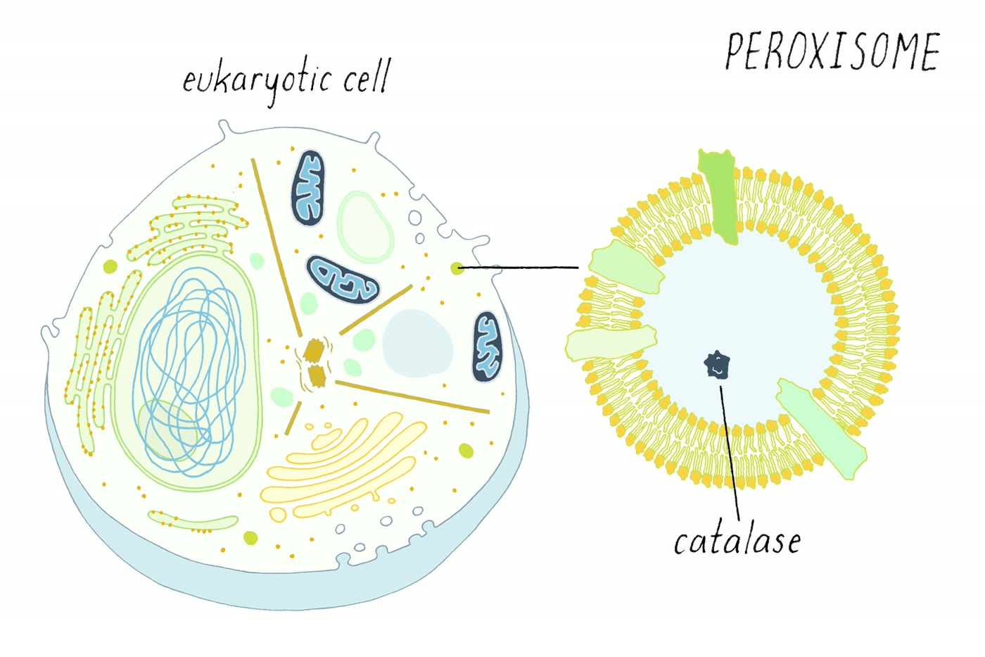 Ilustração anatômica: Peroxissomo (Peroxisomes)