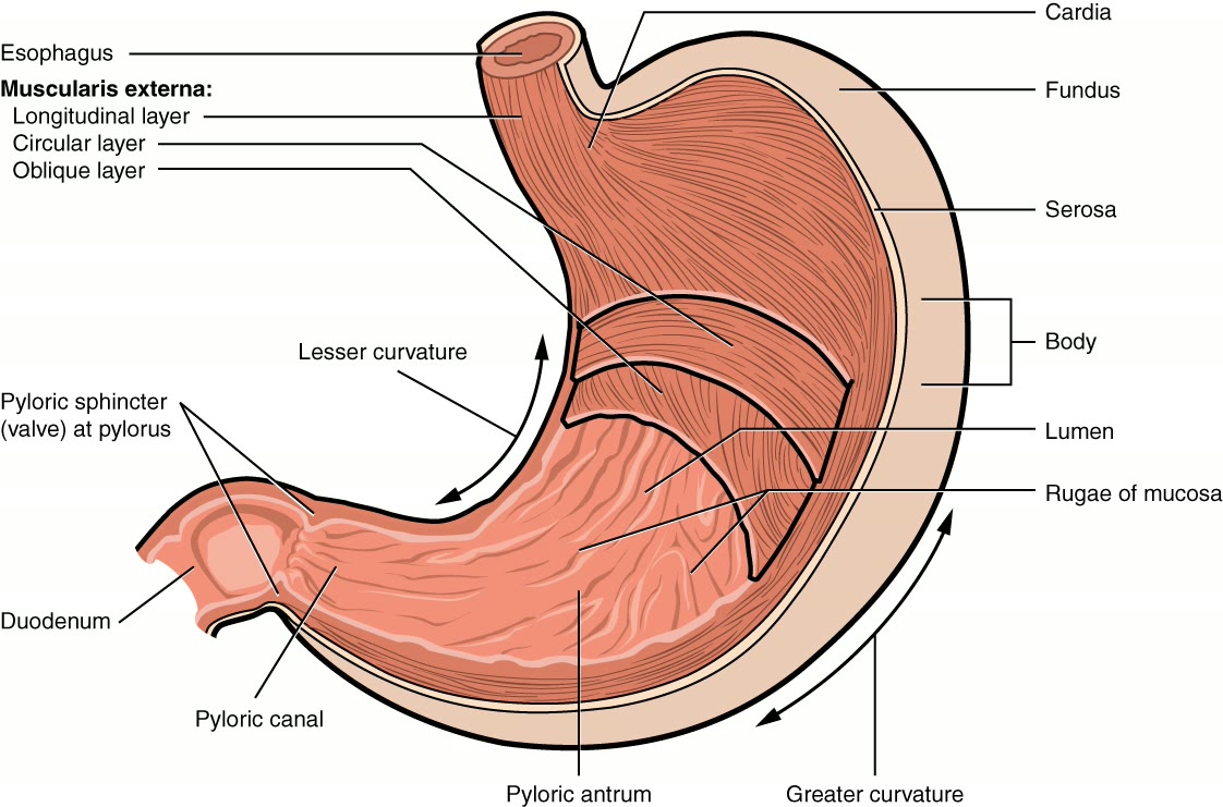 Ilustração anatômica: Piloro (Pylorus)