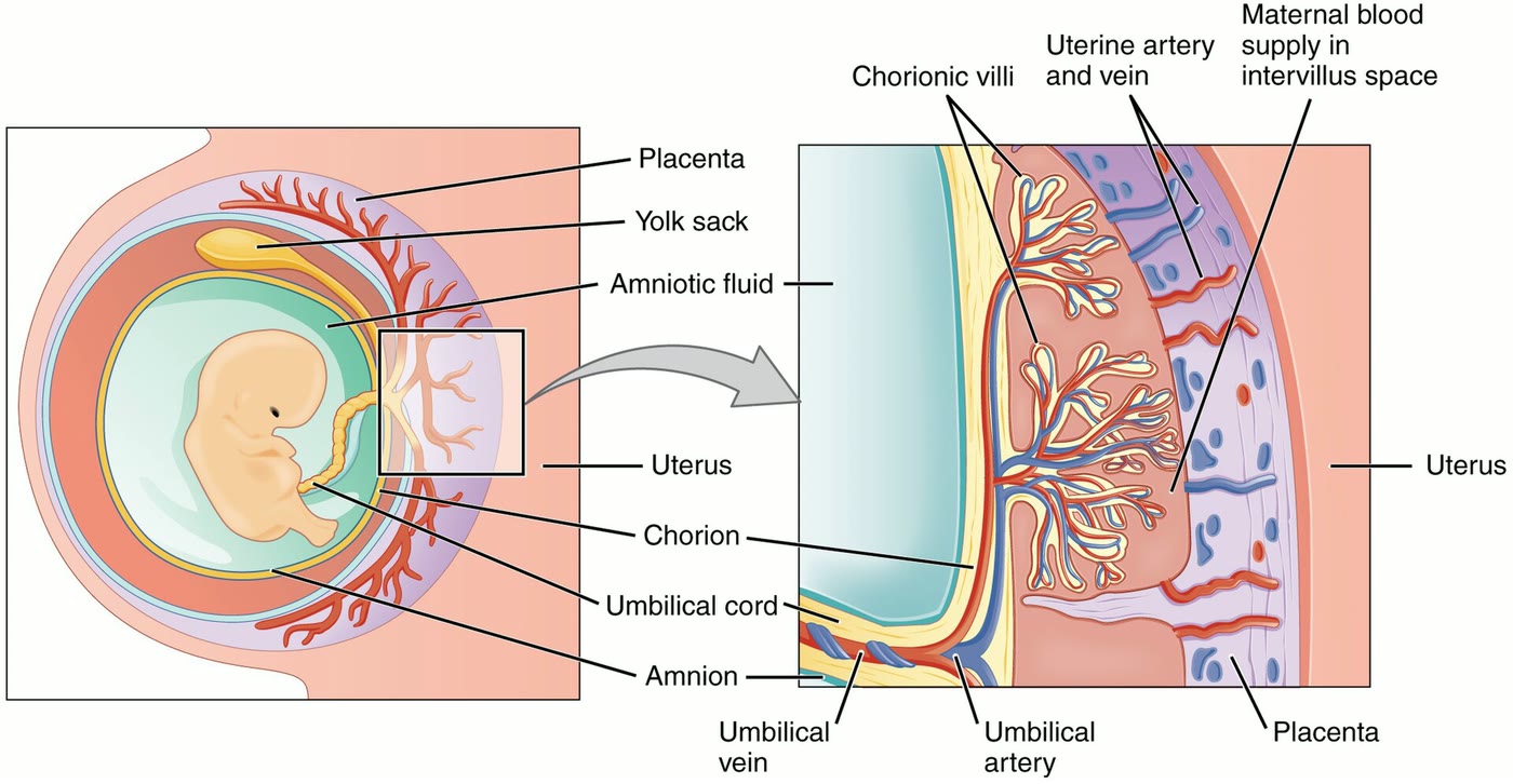 Ilustração anatômica: Placenta (Placenta)
