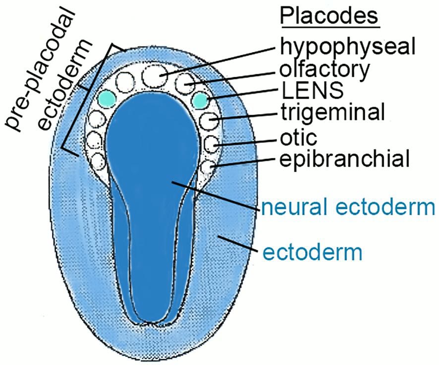 Ilustração anatômica: Placódio ectodérmico (Ectodermal Placodes)