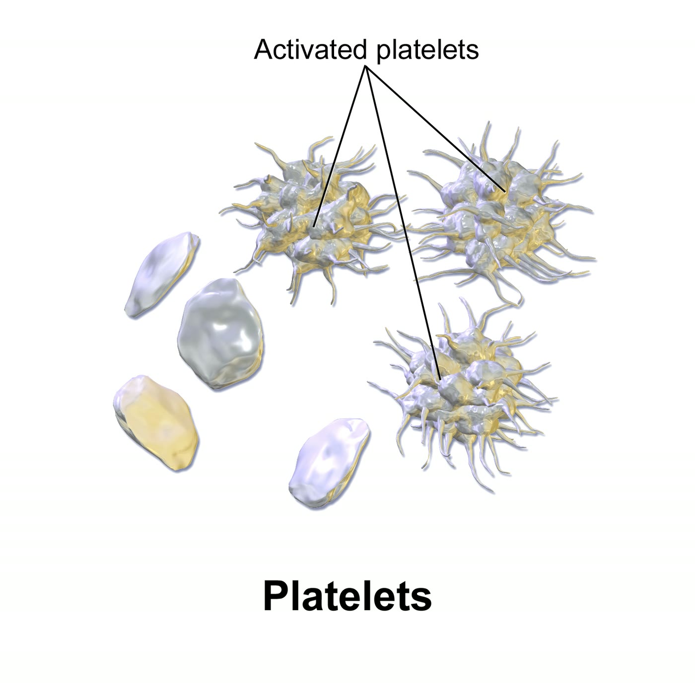 Ilustração anatômica: Plaqueta (Blood Platelets)