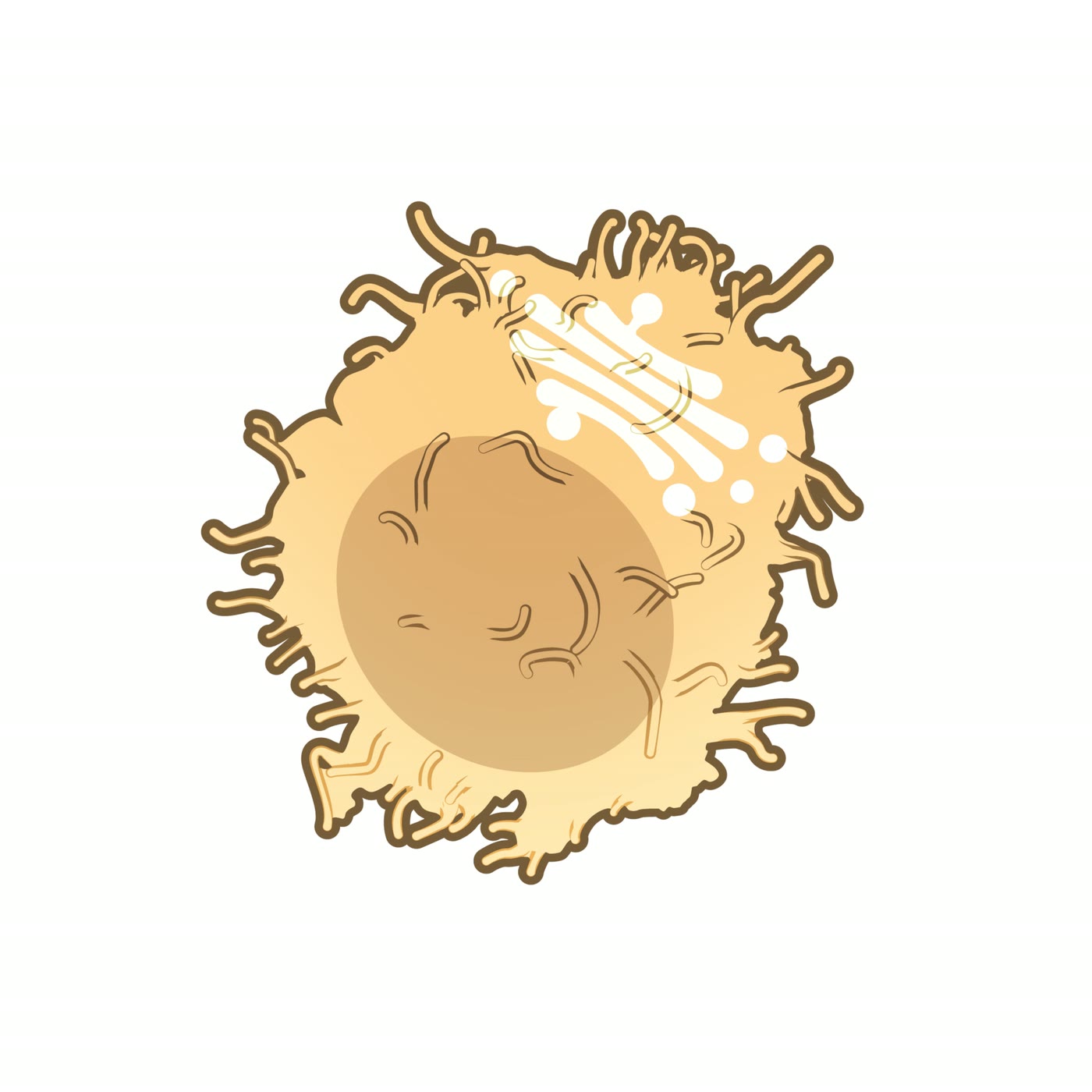 Ilustração anatômica: Plasmócito (Plasma Cells)