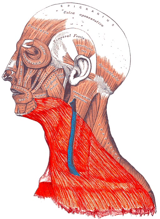 Ilustração anatômica: Platisma (Platysma)