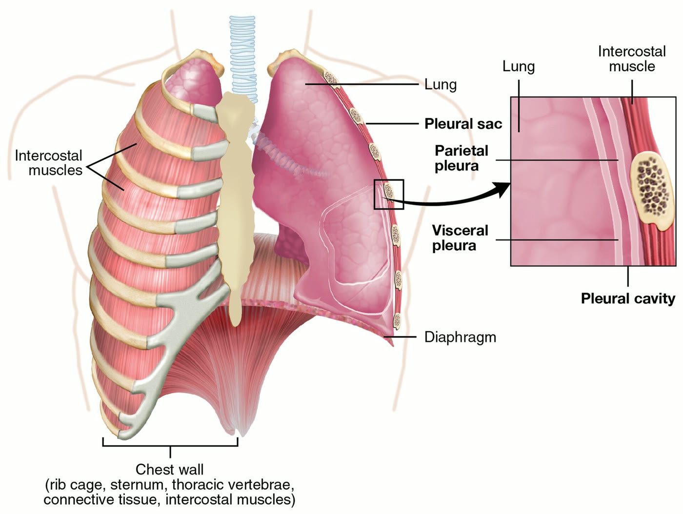 Ilustração anatômica: Pleura (Pleura)