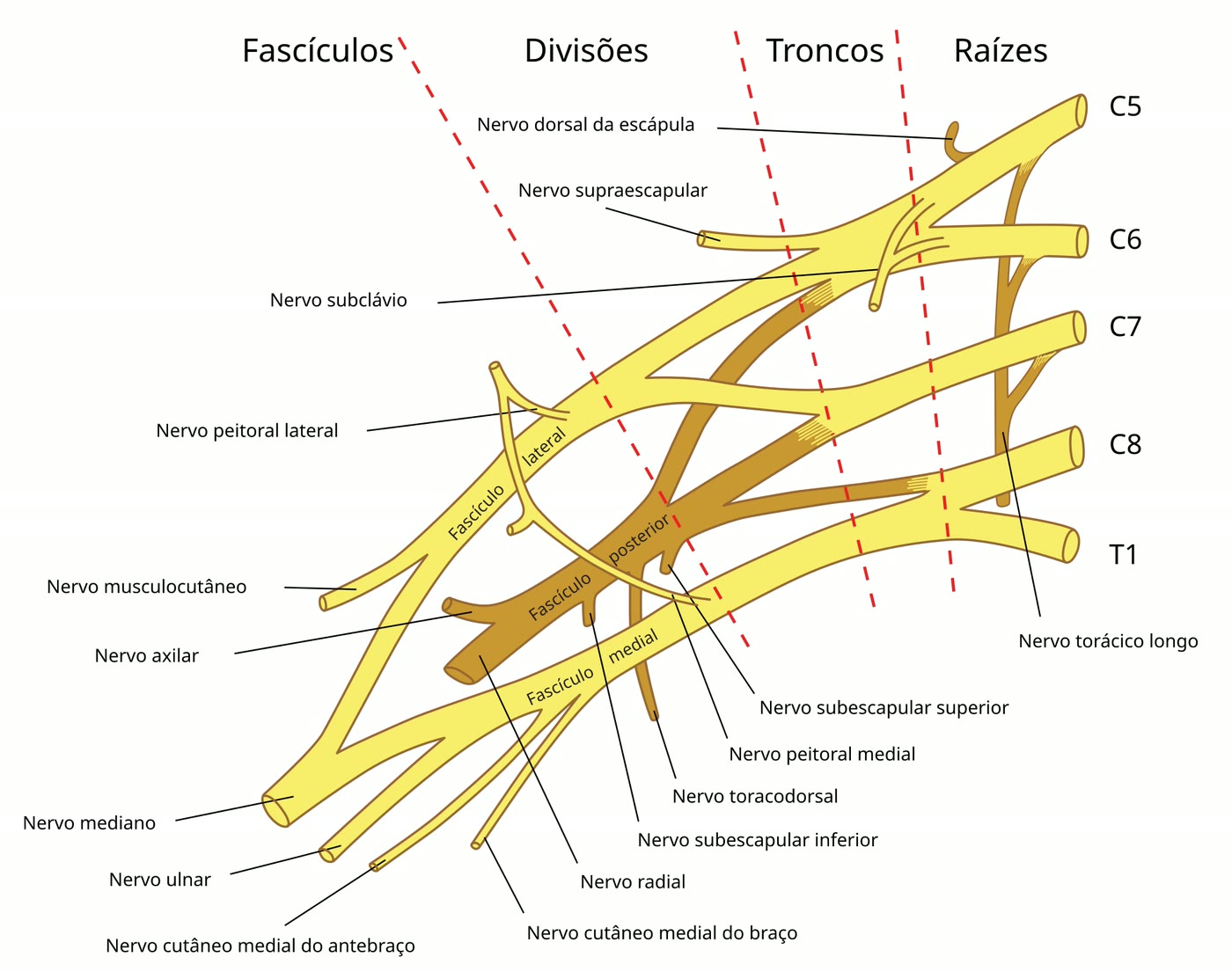 Ilustração anatômica: Plexo braquial (Brachial Plexus)