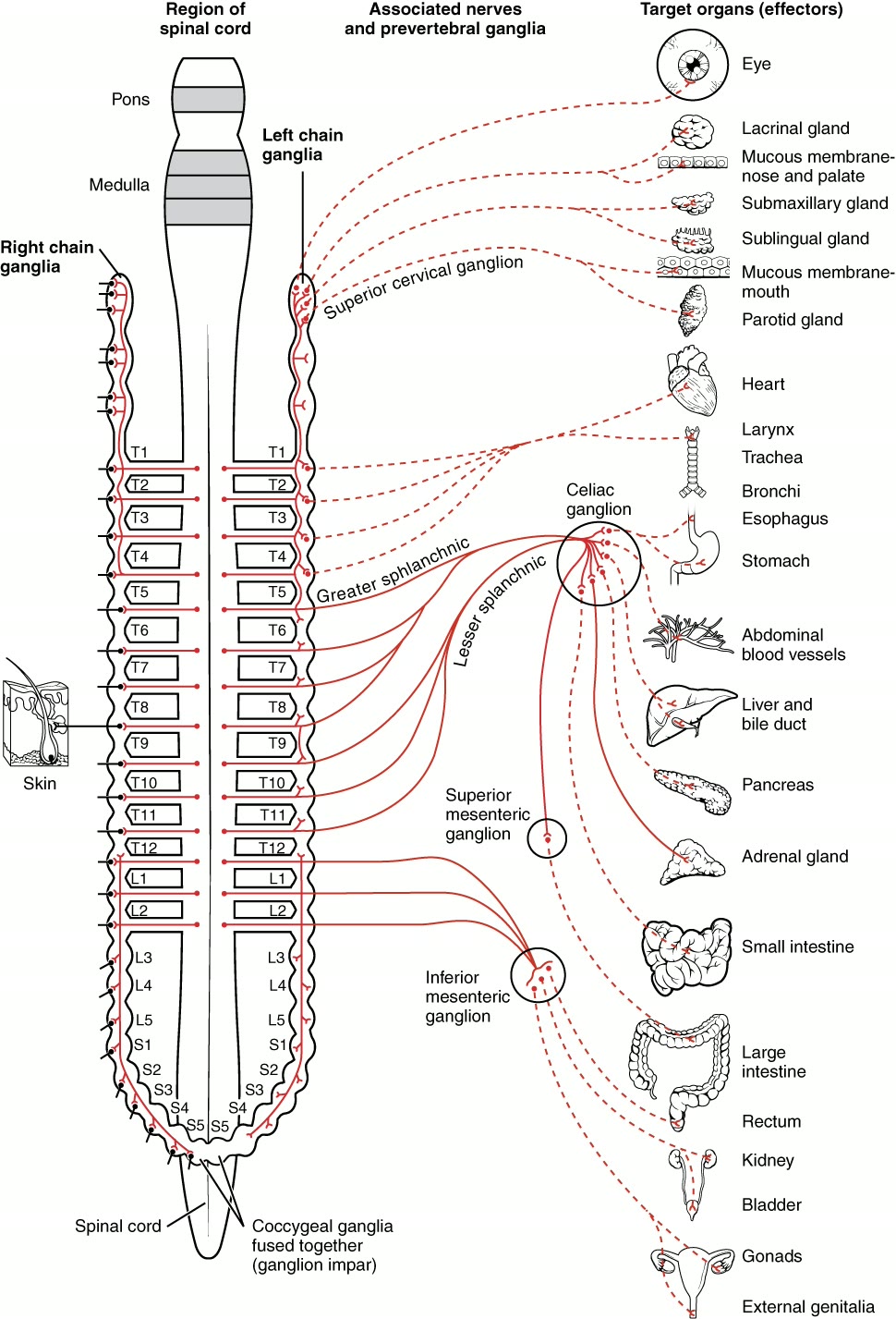 Ilustração anatômica: Plexo celíaco (Celiac Plexus)