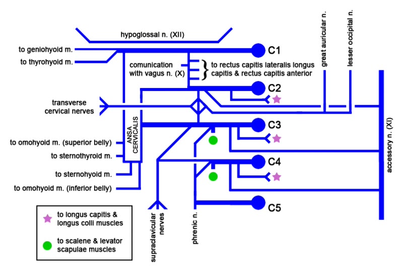 Ilustração anatômica: Plexo cervical (Cervical Plexus)