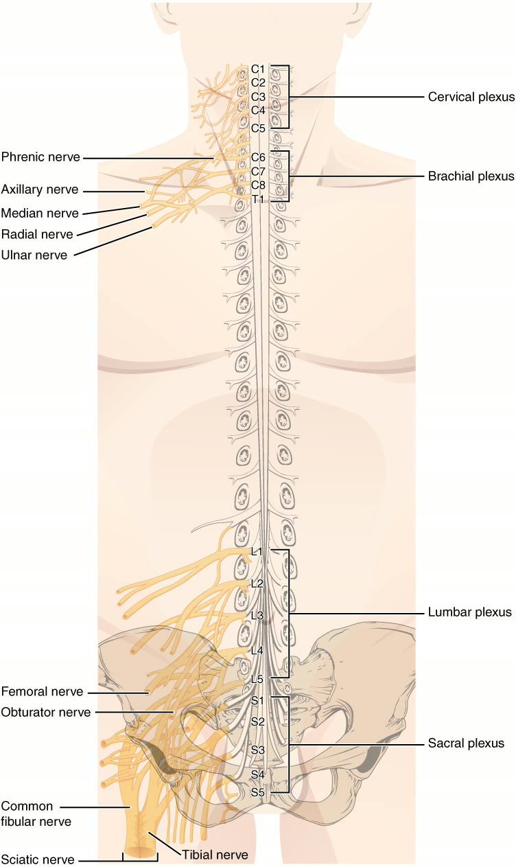 Ilustração anatômica: Plexo lombossacral (Lumbosacral Plexus)
