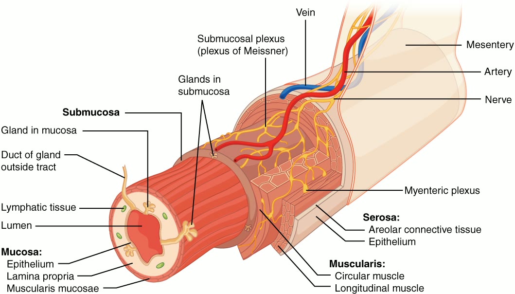 Ilustração anatômica: Plexo mioentérico (Myenteric Plexus)