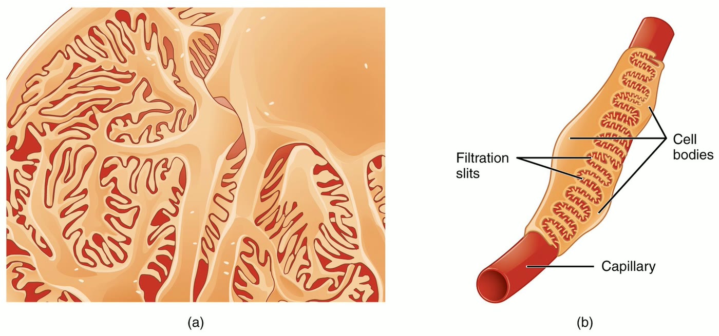 Esquema de podócitos envolvendo um capilar glomerular, com os corpos celulares e as fendas de filtração indicados