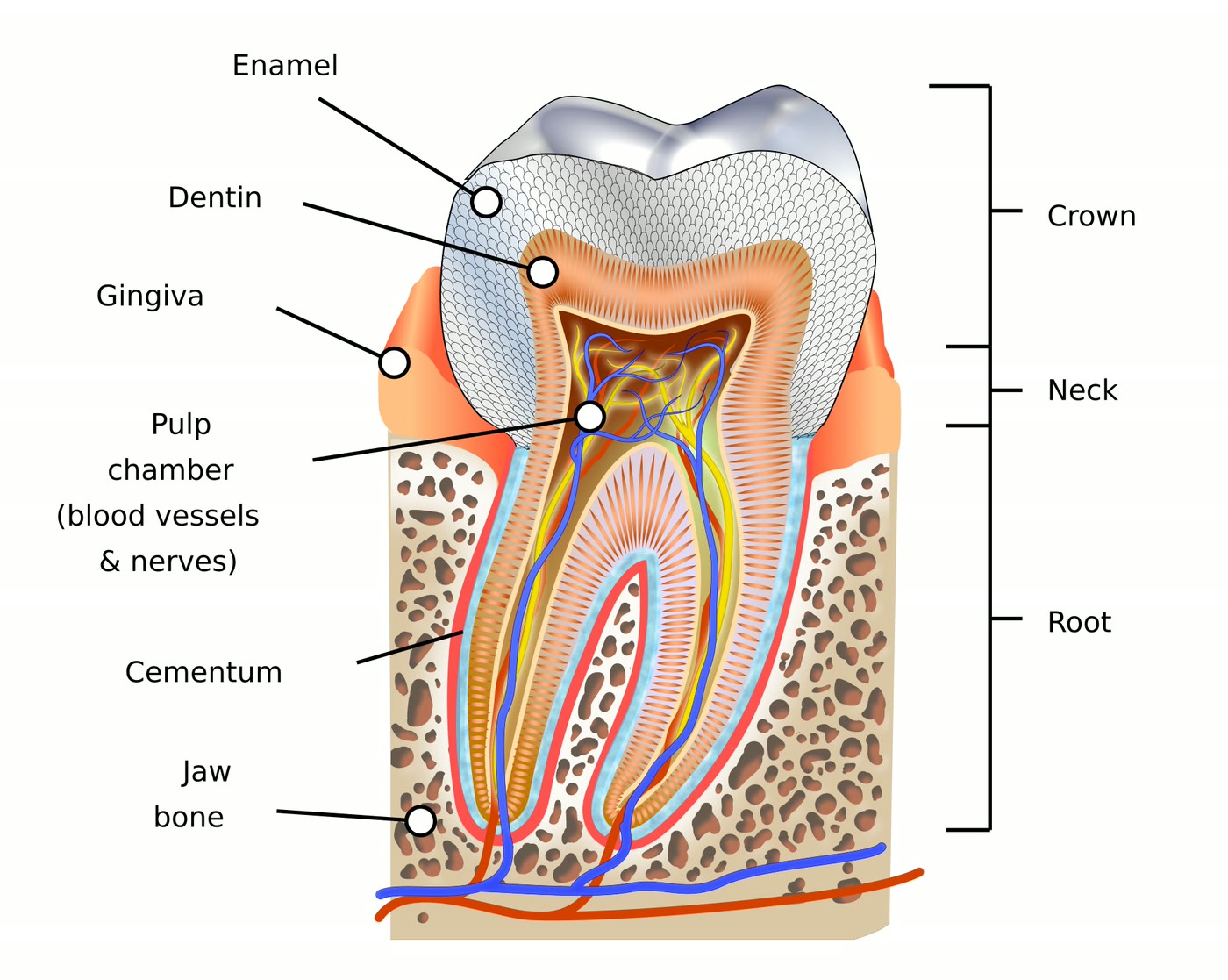 Ilustração anatômica: Polpa dentária (Dental pulp)