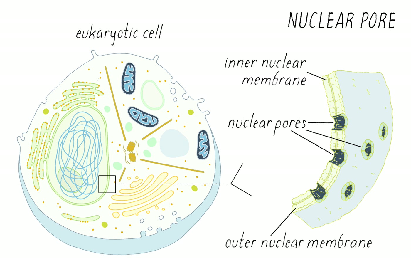 Ilustração anatômica: Poro nuclear (Nuclear Pore)