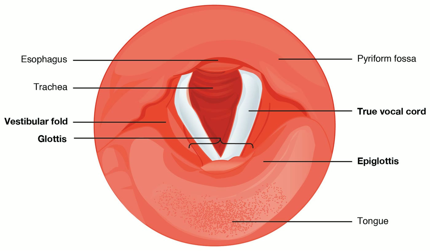 Ilustração anatômica: Pregas vocais (Vocal Cords)
