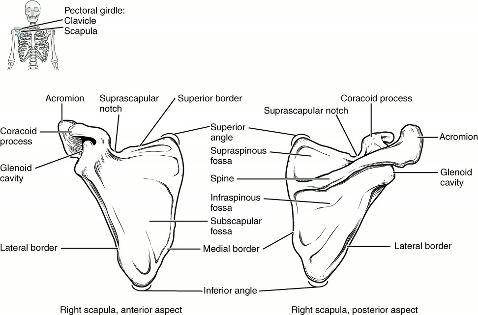 Ilustração anatômica: Processo coracoide (Coracoid Process)