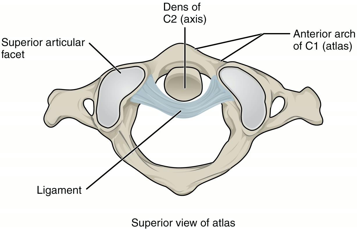 Ilustração anatômica: Processo odontoide (Odontoid Process)