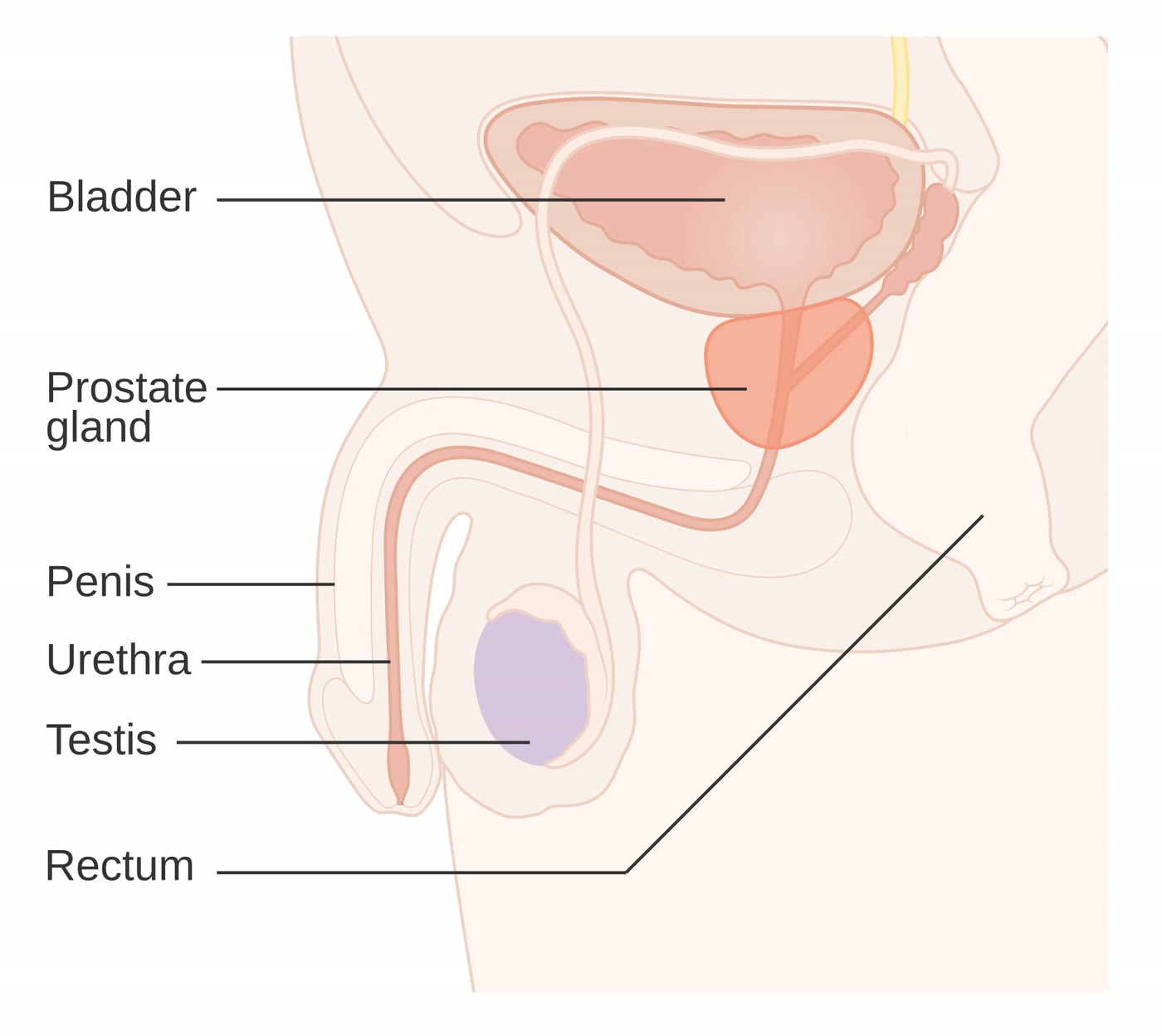 Ilustração anatômica: Próstata (Prostate)