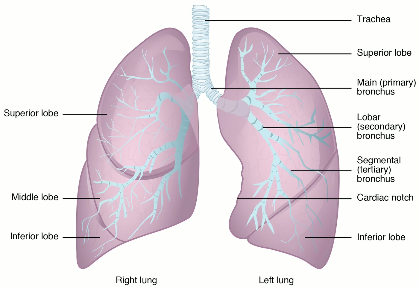 Ilustração anatômica: Pulmões (Lungs)