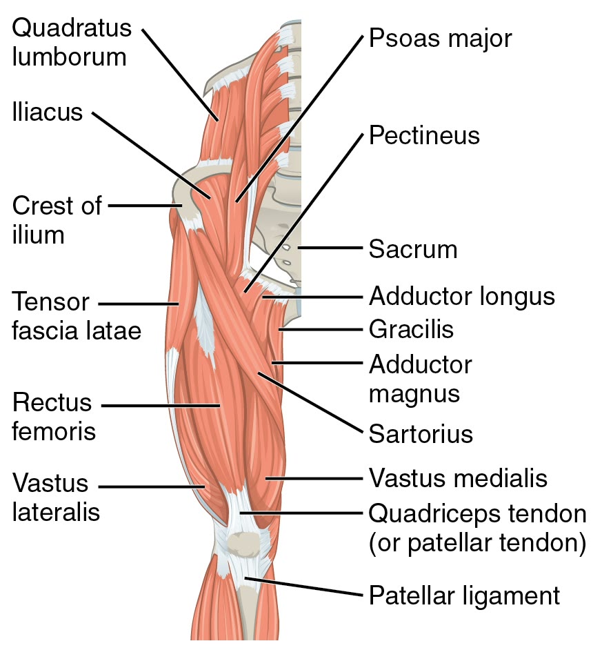 Ilustração anatômica: Quadríceps femoral (Quadriceps femoris)