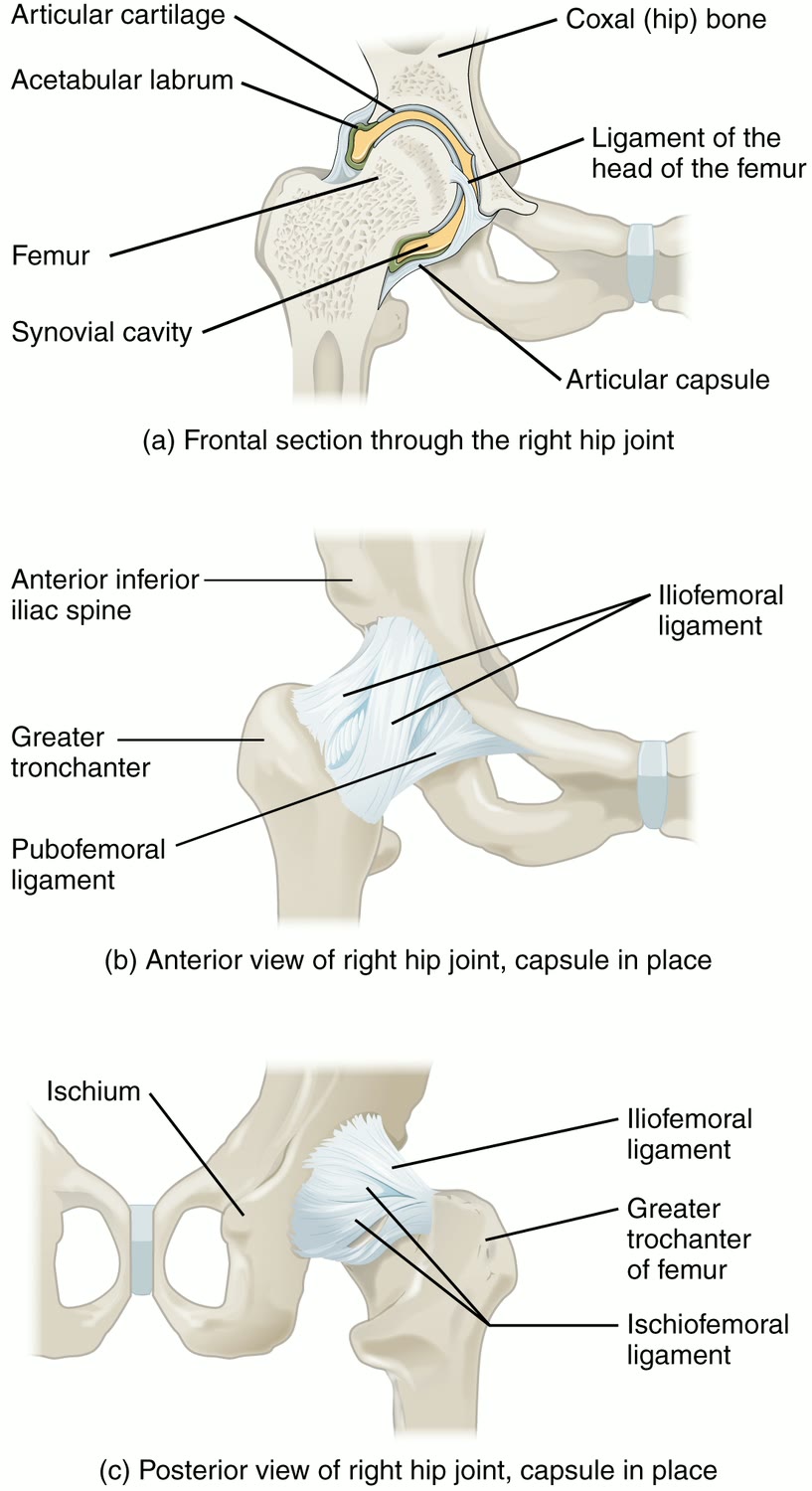 Ilustração anatômica: Quadril (Hip)