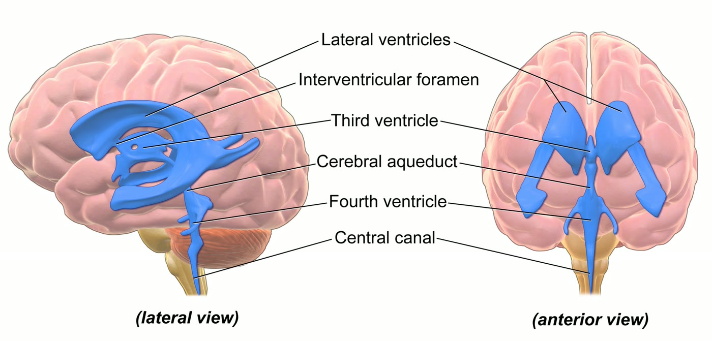 Ilustração anatômica: Quarto ventrículo (Fourth Ventricle)