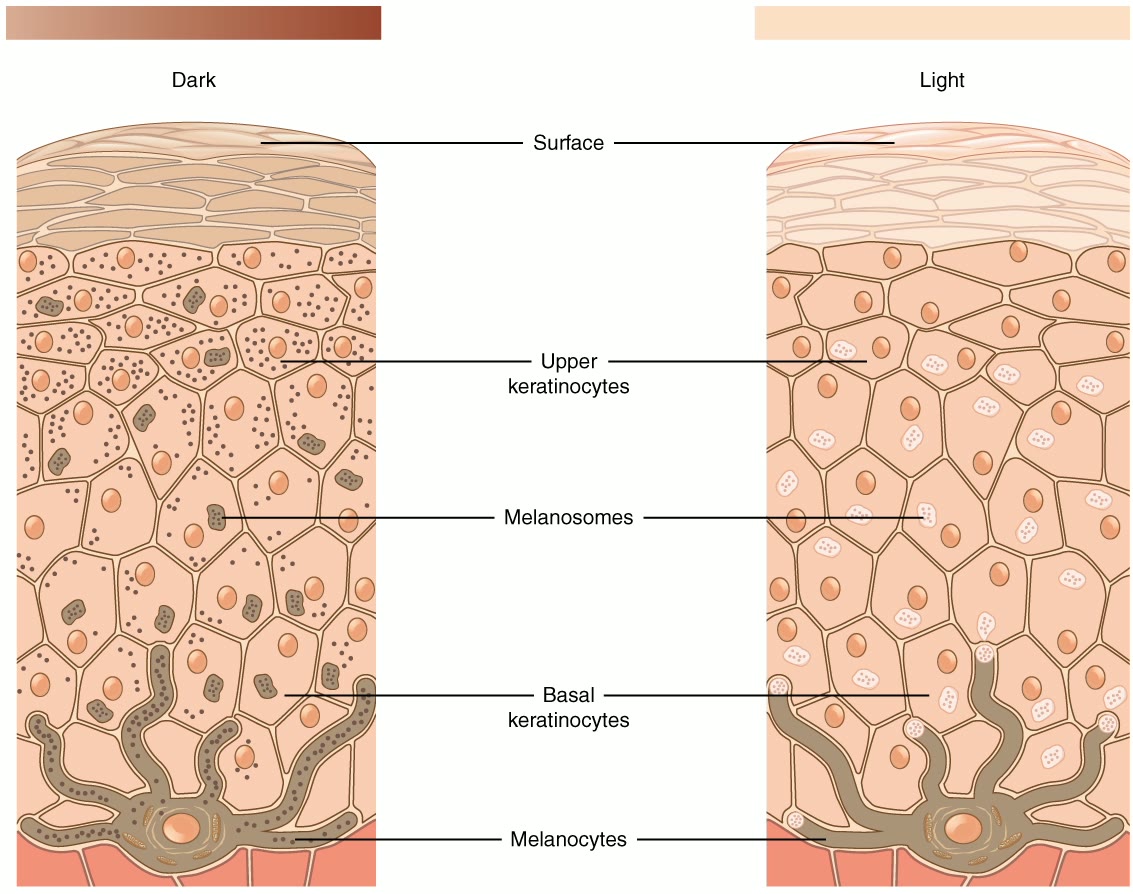 Esquema da epiderme de pele escura e de pele clara, com queratinócitos basais e superiores, melanócitos e melanossomos