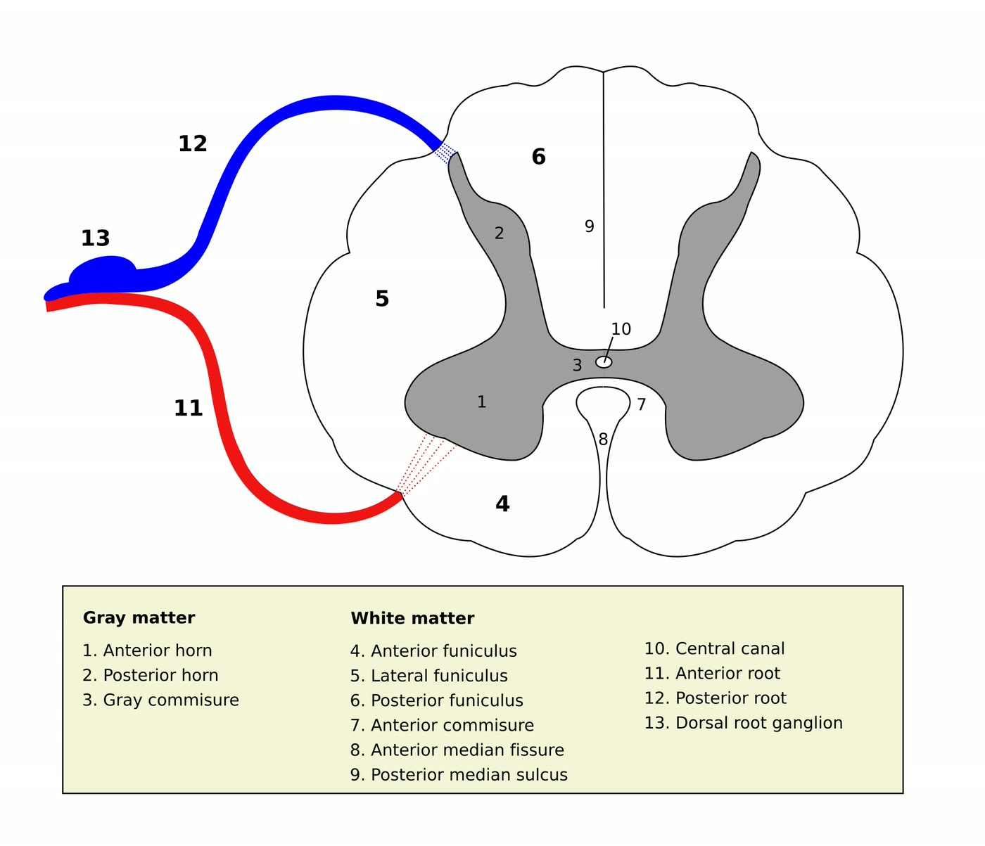 Ilustração anatômica: Raiz do nervo espinhal (Spinal Nerve Roots)