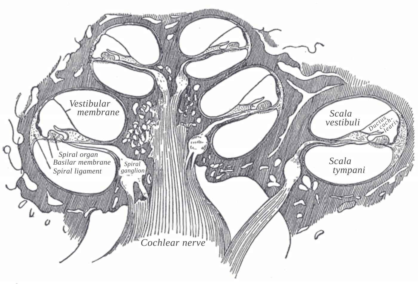 Ilustração anatômica: Rampa timpânica (Scala Tympani)