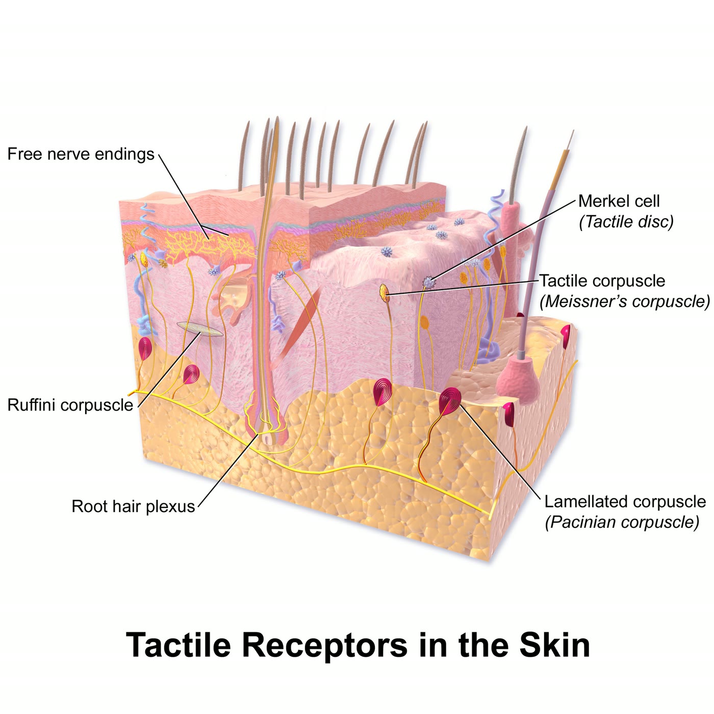 Ilustração anatômica: Receptor sensorial (Sensory Receptor Cells)