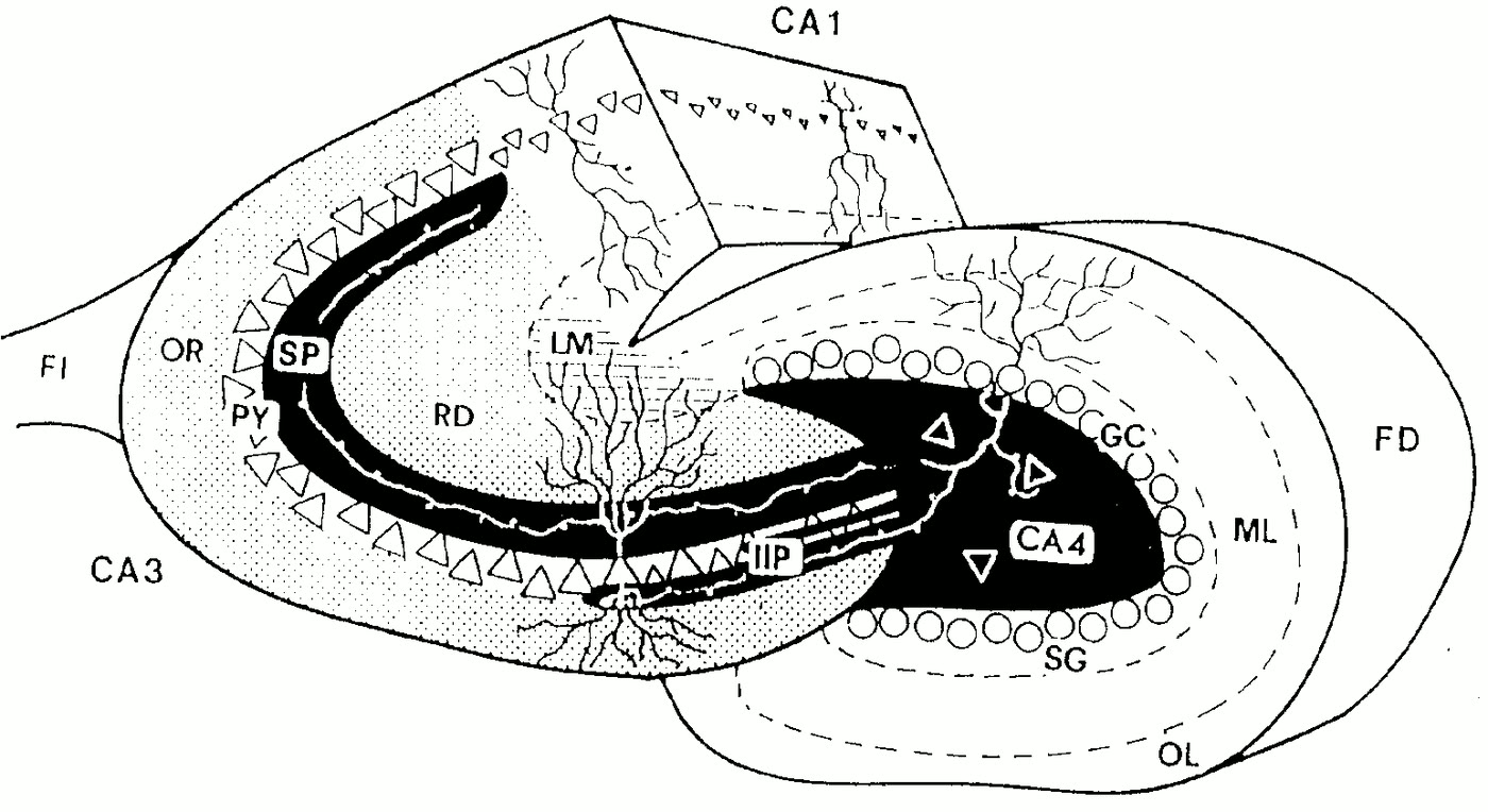 Ilustração anatômica: Região CA3 do hipocampo (CA3 Region, Hippocampal)