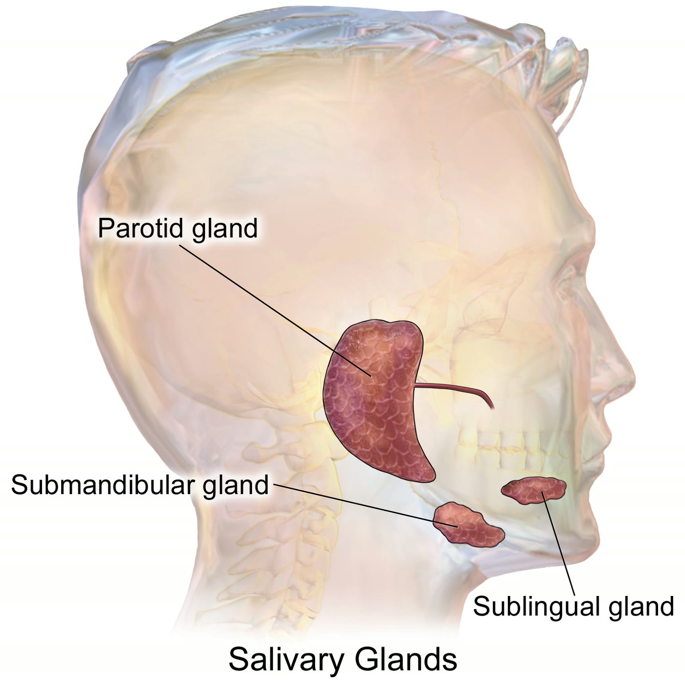 Esquema das glândulas salivares maiores, com a glândula parótida na lateral da face