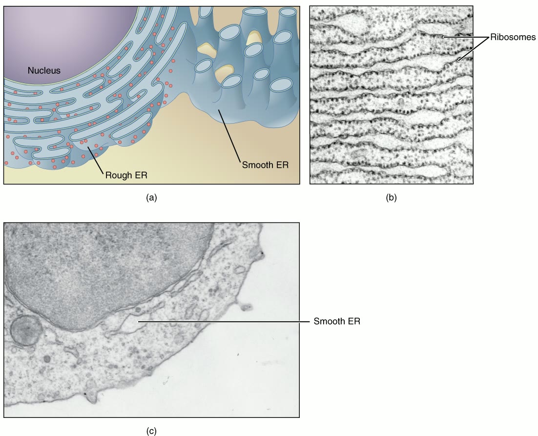 Ilustração anatômica: Retículo endoplasmático liso (Endoplasmic Reticulum, Smooth)