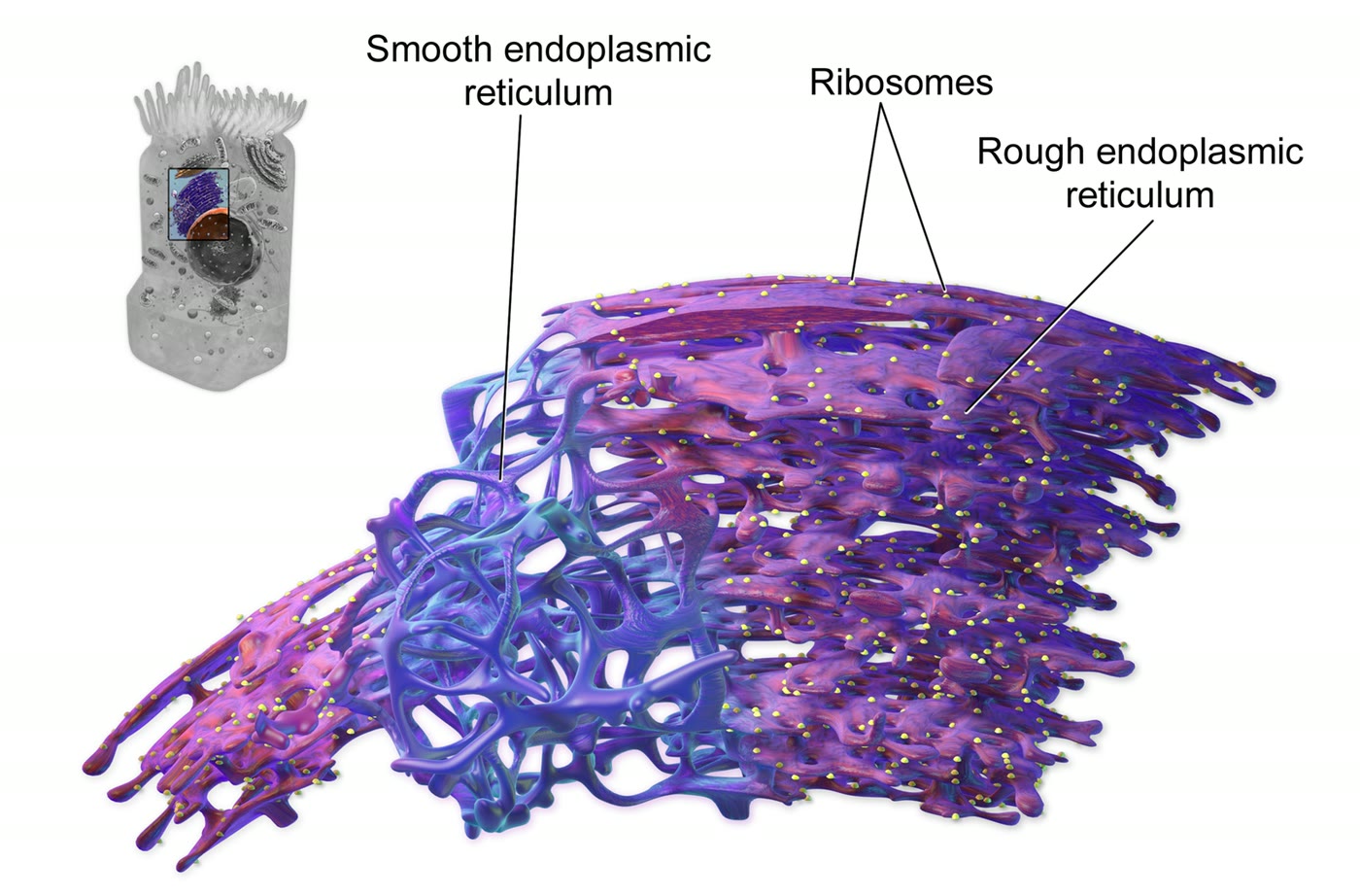 Ilustração anatômica: Retículo endoplasmático rugoso (Endoplasmic Reticulum, Rough)